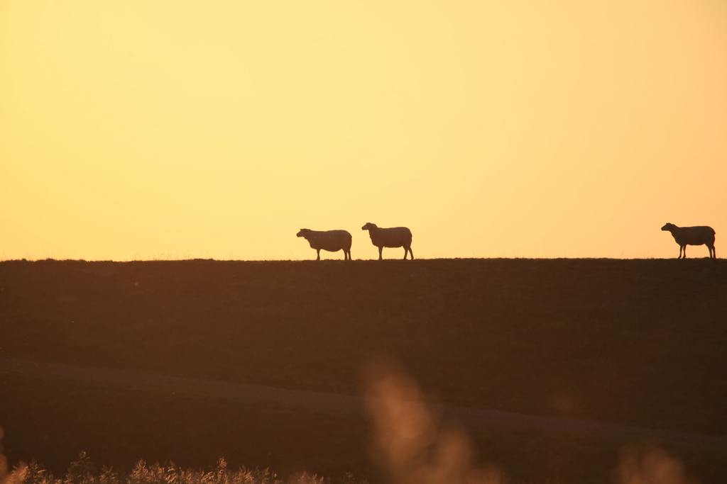 Follow Jesus sheep at sunset
